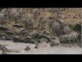 River of Life, River of Death; Wildebeests cross the Mara River by Michael Fairchild.mov