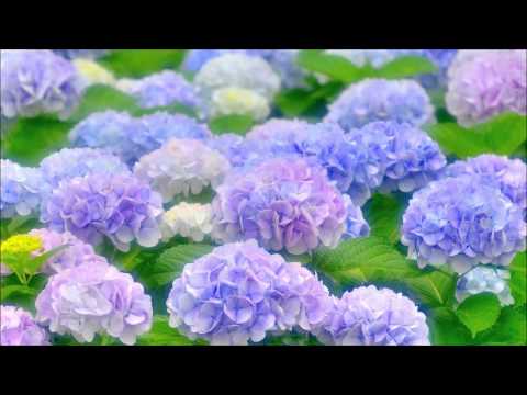 モーツァルト: ピアノ協奏曲第21番：第2楽章｢エルヴィラ・マディガン｣［ナクソス・クラシック・キュレーション #癒し］