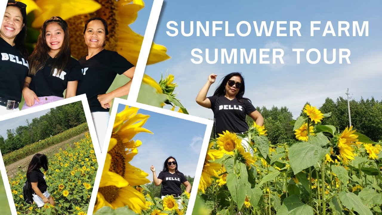 SUNFLOWER FARM TOUR ON SUMMER at Beaverton Ontario YouTube