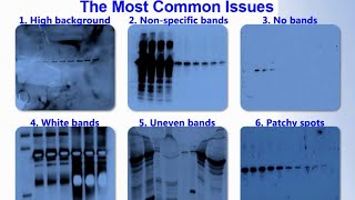 SERVA Webinar: Troubleshooting ECL Western Blot Detection (English) screenshot 5