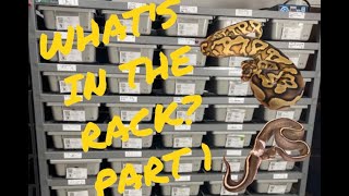 What's In The Rack  Pt  1. Snake room Tour!