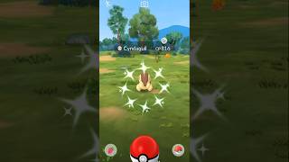 Shiny Cyndaquil catch at my house daily spawn! #shinyflex
