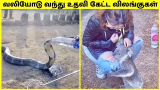 மனிதனிடம் உதவி கேட்ட விலங்குகள் | Animals That Asked People For Help In Tamil | TAMIL AMAZING FACTS