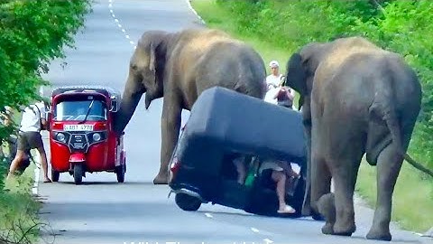 Heartbreaking Encounter -Terrifying Elephant Attack On Tuk tuk  Caught on Camera