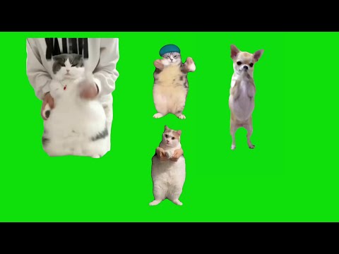 4 Cats Dancing To Chipi Chipi Chapa Chapa Meme Chroma Key Green Screen Template