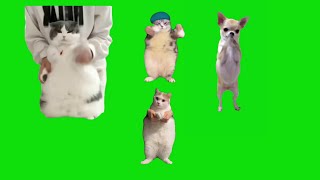 4 Cats Dancing To Chipi Chipi Chapa Chapa Meme Chroma Key Green Screen Template