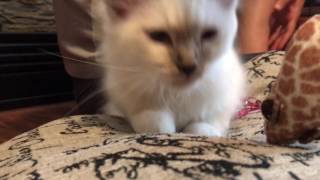 Ragdoll Kitten - what was included in a contract - how to buy a kitten