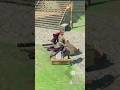 La recompensa del Amiibo de Ganondorf en Zelda Tears of the Kingdom
