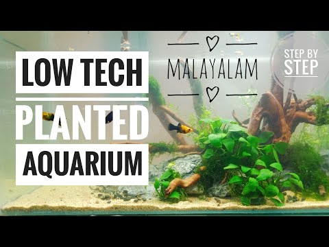 Video: Aquarium cog Hemianthus micrantemoides: yees duab, yuav cog li cas, tu hauv lub thoob dej yug ntses