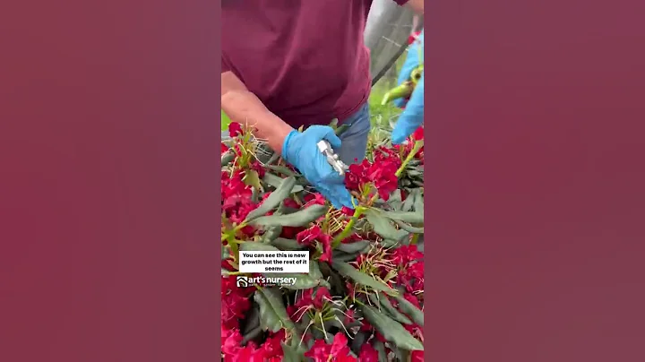 Dead Heading & Pruning Rhododendrons - DayDayNews