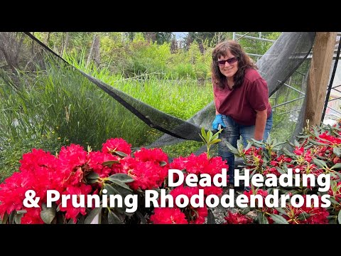 Video: Rhododendronin leikkaamisopas: Rhododendron-pensaan leikkaaminen