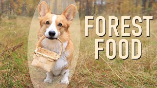 PICKING MUSHROOMS!  Topi the Corgi