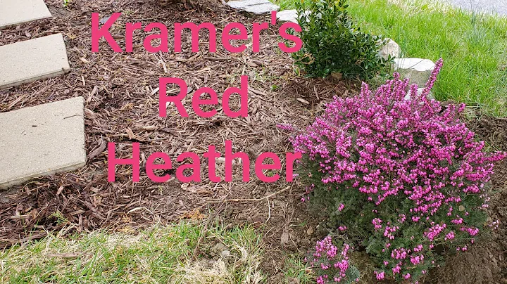 Planting Kramer's Rote Heather
