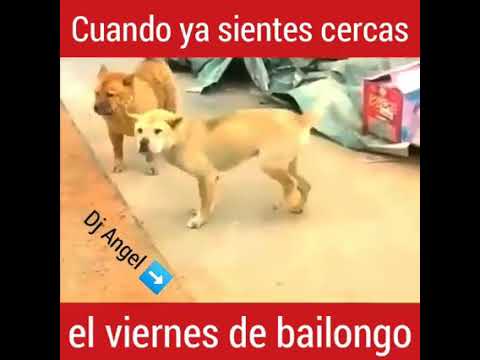 Cuando sientes el viernes de bailongo