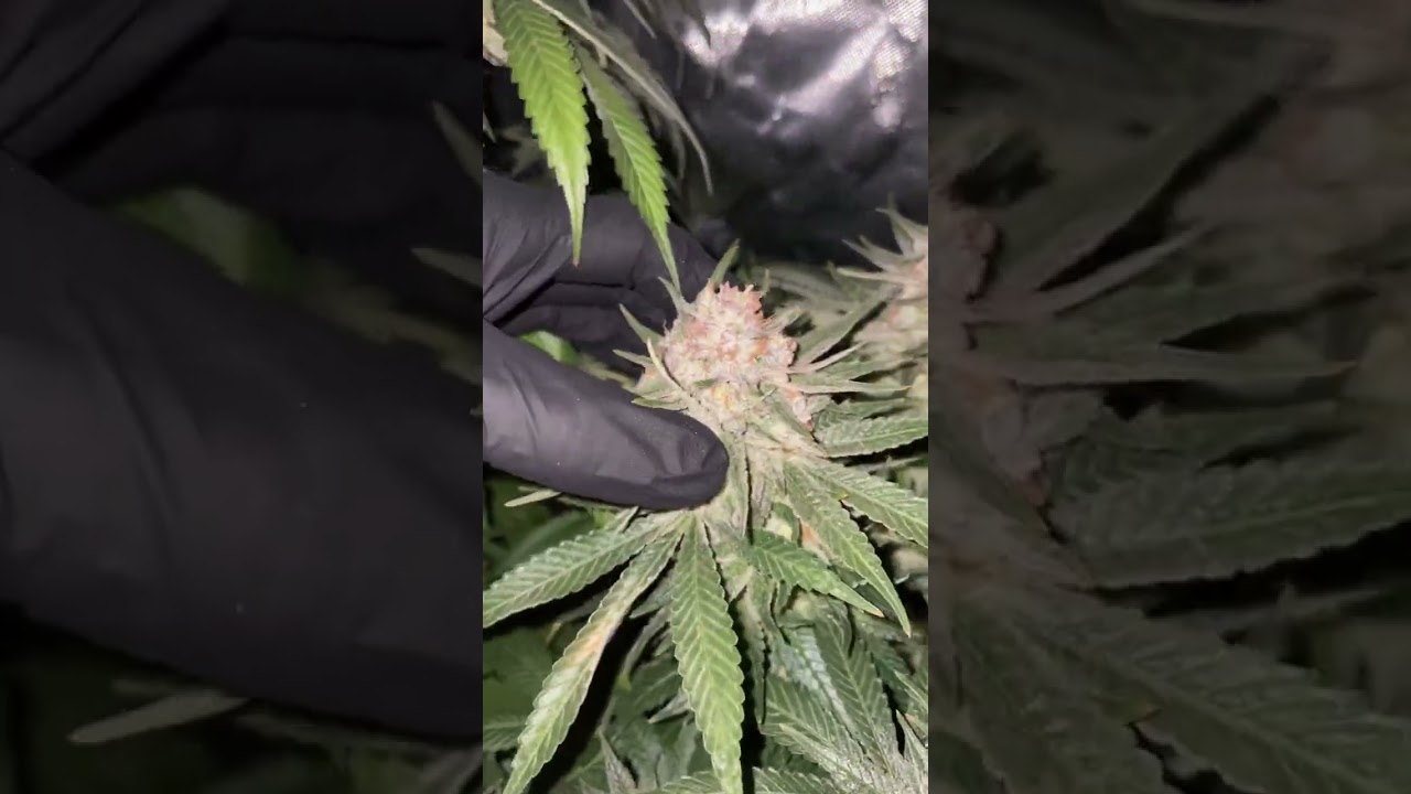 Barneysfarm Flower day 49 nightshot