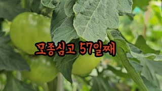 이제 슬슬작물이 달리네요#주말닭장#주말텃밭#청계