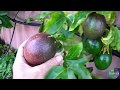 grow Passionfruit like a professional- use a trellis [grafted Panama Red]