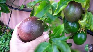 grow Passionfruit like a professional use a trellis [grafted Panama Red]