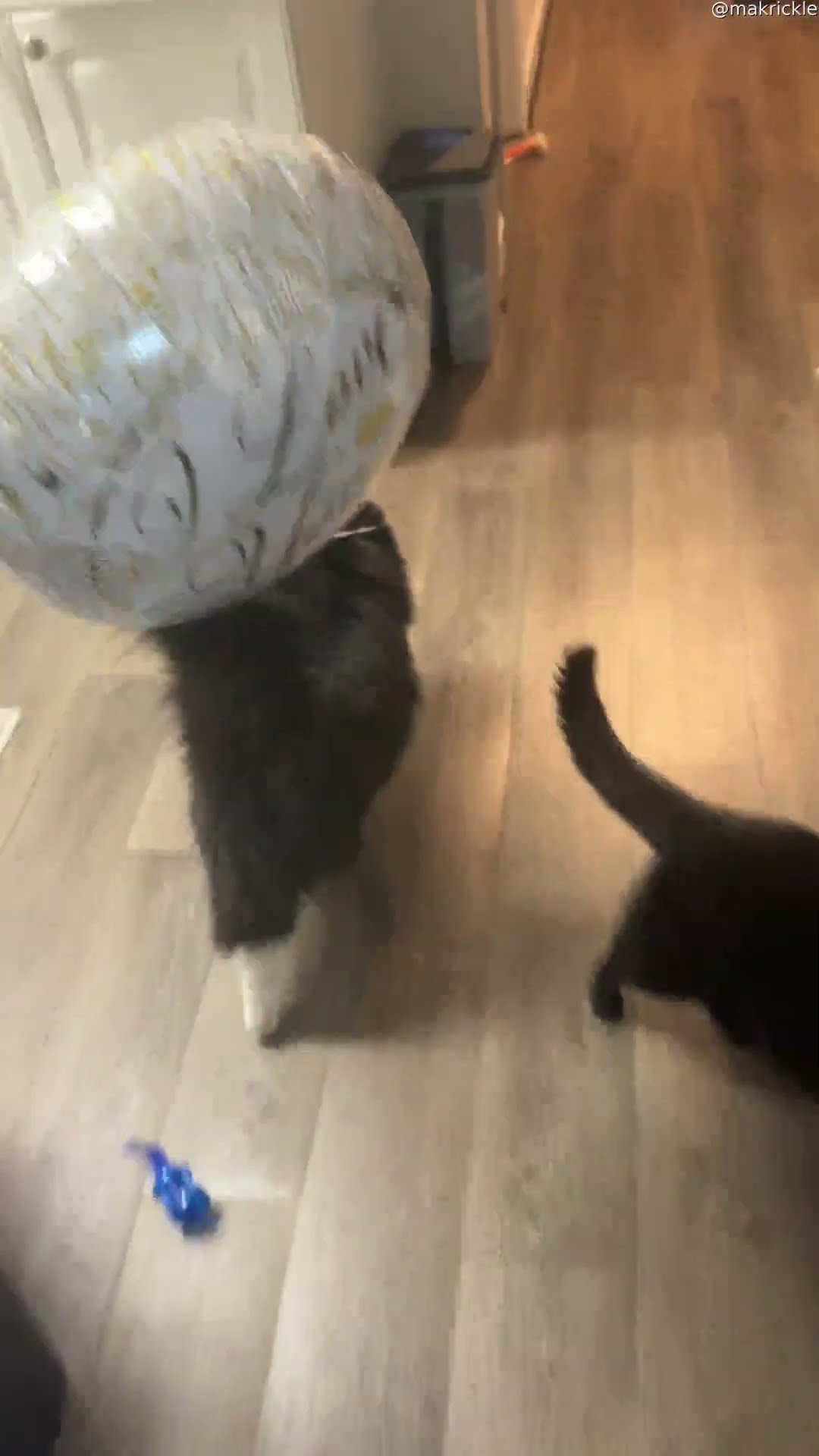 Balloon Triggers Cat Zoomies || ViralHog