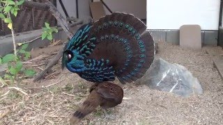 Palawan Peacock Pheasants mating time