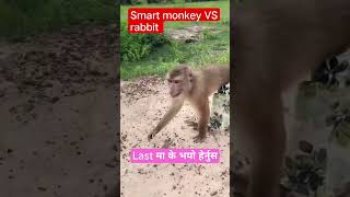 smart monkey vs rabbit बादर र खरायो को जोदि #monkeyvideo