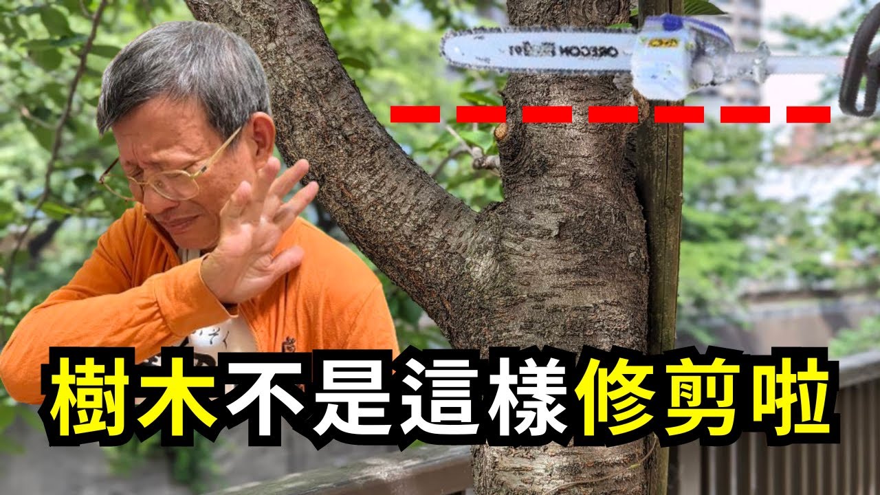 錯誤和正確修剪樹木的方法，側枝如何變主幹?矮剪時要注意的三個重點分享| 阿星種植