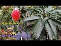 Original miyazaki mango trees and bn7 mango blue mango watch fullgreen land nursery india