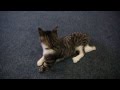 Katten Lucky mangler to ben og sin hale