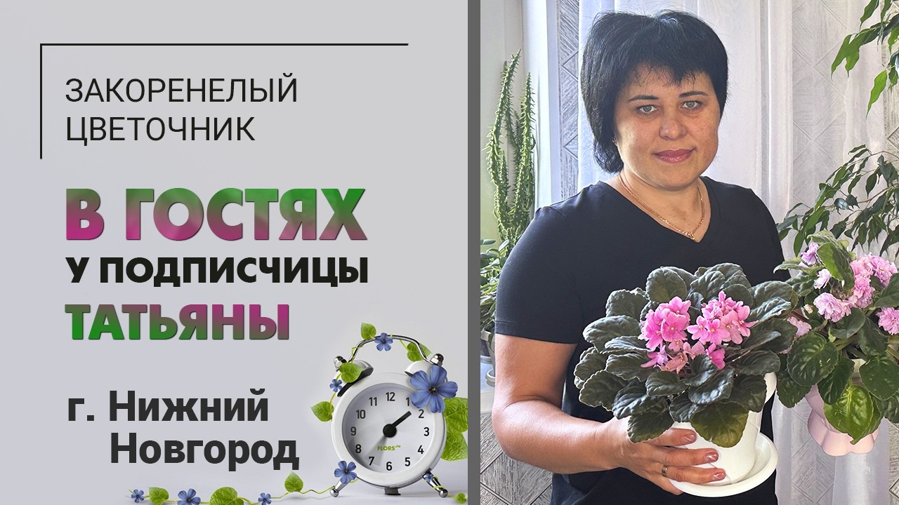 В гостях у Татьяны. Нижний Новгород. Крассулы или фиалки? Считаем вместе и голосуем за растения.