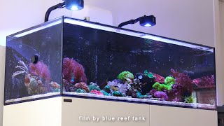 Preparing for the unexpected | Blue Reef Tank