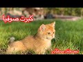 صوفيا كبرت يا أولاد  تستخبى وأدني أنادي صوفيا صوفيا فهمت خلاص 😻😻🐾🐾🤗