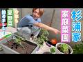 【家庭菜園2026】杉浦さん家のベジガーデン。野菜育てるよ〜!