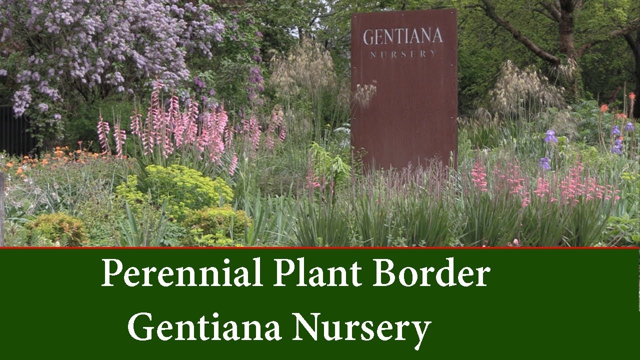 perennial garden borders planting