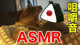 【猫】ASMR動画【リラックス】 by たにんごch 131 views 1 year ago 9 minutes, 23 seconds