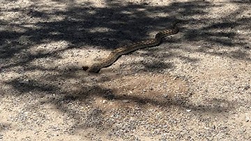 Sonoran Gophersnake vs Round-tailed Ground Squirrel