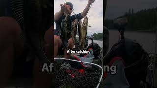 Best Eating Freshwater Fish 🎣 (Catch + Cook)