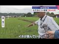水不足のコメ農家…恵みの雨に「イネが喜んでいる」県内各地で雨【新潟・魚沼市】スーパーJにいがた8月7日OA