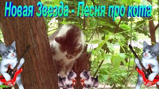 Новая Звезда.   Песня про кота