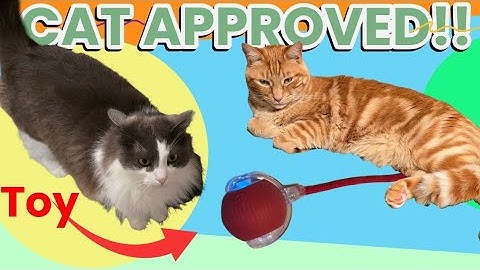 2025 Interactive Cat Toy Ball Review – Self-Rolling Fun for Indoor Cats!