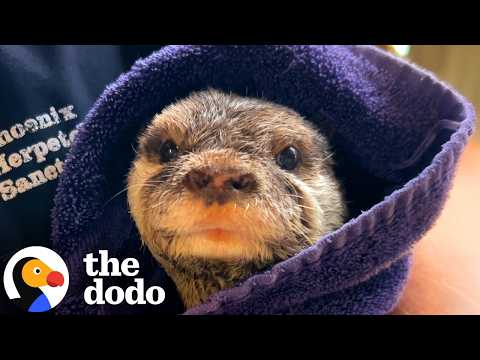 Otter Demands To Be Wrapped Like A Burrito After Every Bath | The Dodo