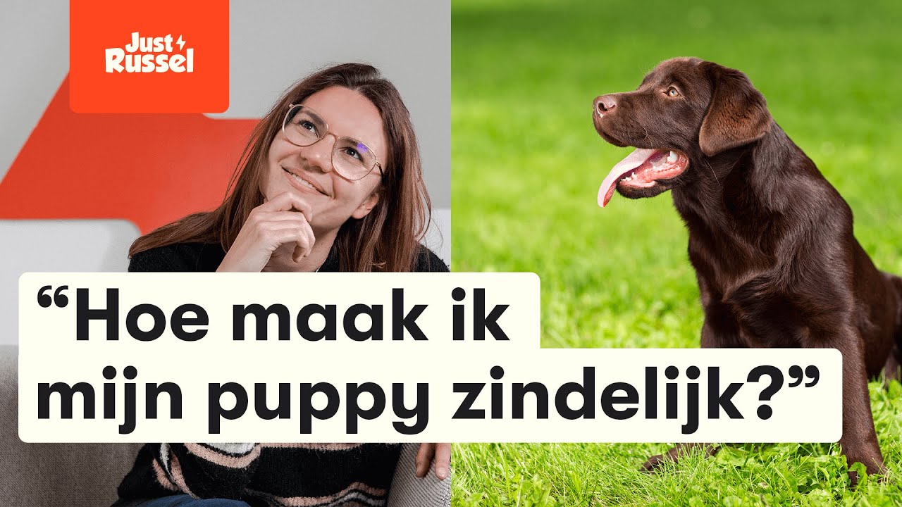 Hoe Maak Ik Mijn Puppy Zindelijk - 6 Tips (Puppy Zindelijkheidstraining) -  Youtube