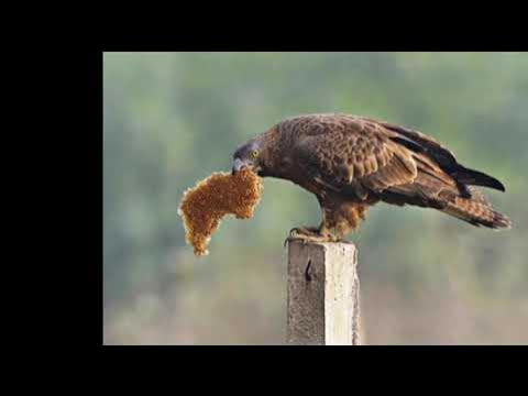Всё о птицах семейства ястребиных. Осоед, ястреб-перепелятник, ястреб ...
