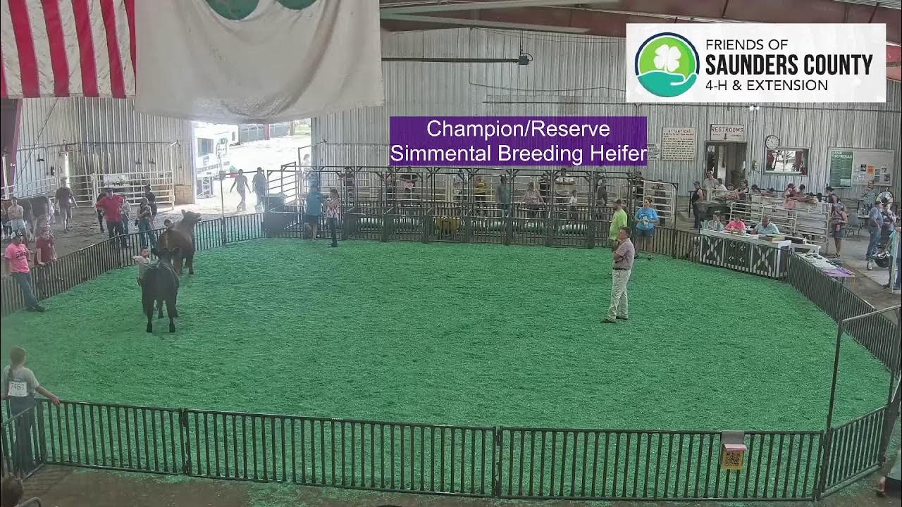 Saunders County Fair Beef Show 72823 YouTube