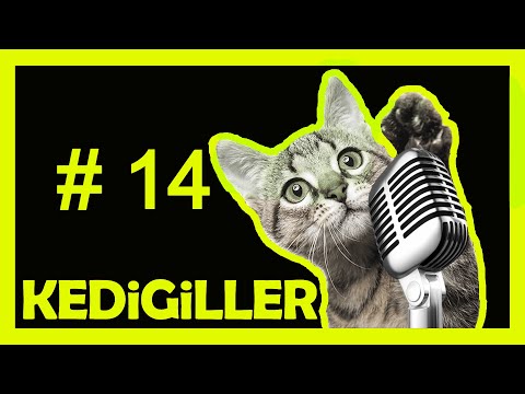 Kedigiller Mp3 Mp4 Indir Dur