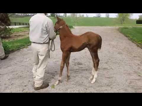 Video: Jenis Kuda Cob Irlandia Hypoallergenic, Kesehatan Dan Masa Hidup