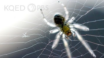 Is a Spider
