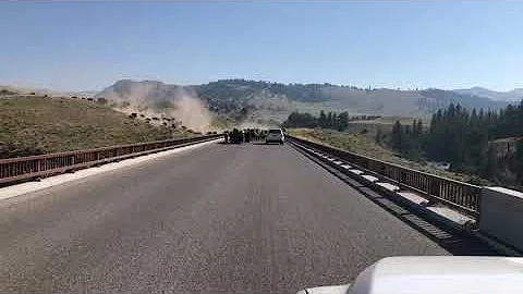 Bison Stampede Yellowstone  (For licensing or usage, contact licensing@viralhog.com)