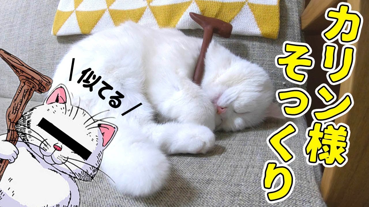 飼い猫の寝顔がカリン様に激似で可愛すぎる かわいいお昼寝動画です Youtube