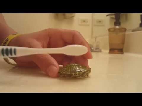 How to clean a turtle's shell