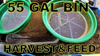 WORM TALK-  55 Gallon Worm Bin Harvest and Feed